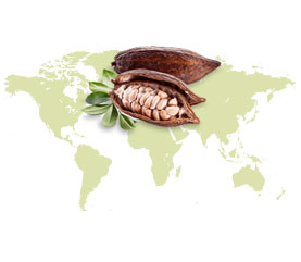Kakao aus Brasilien