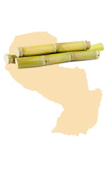 Sugar from Paraguay